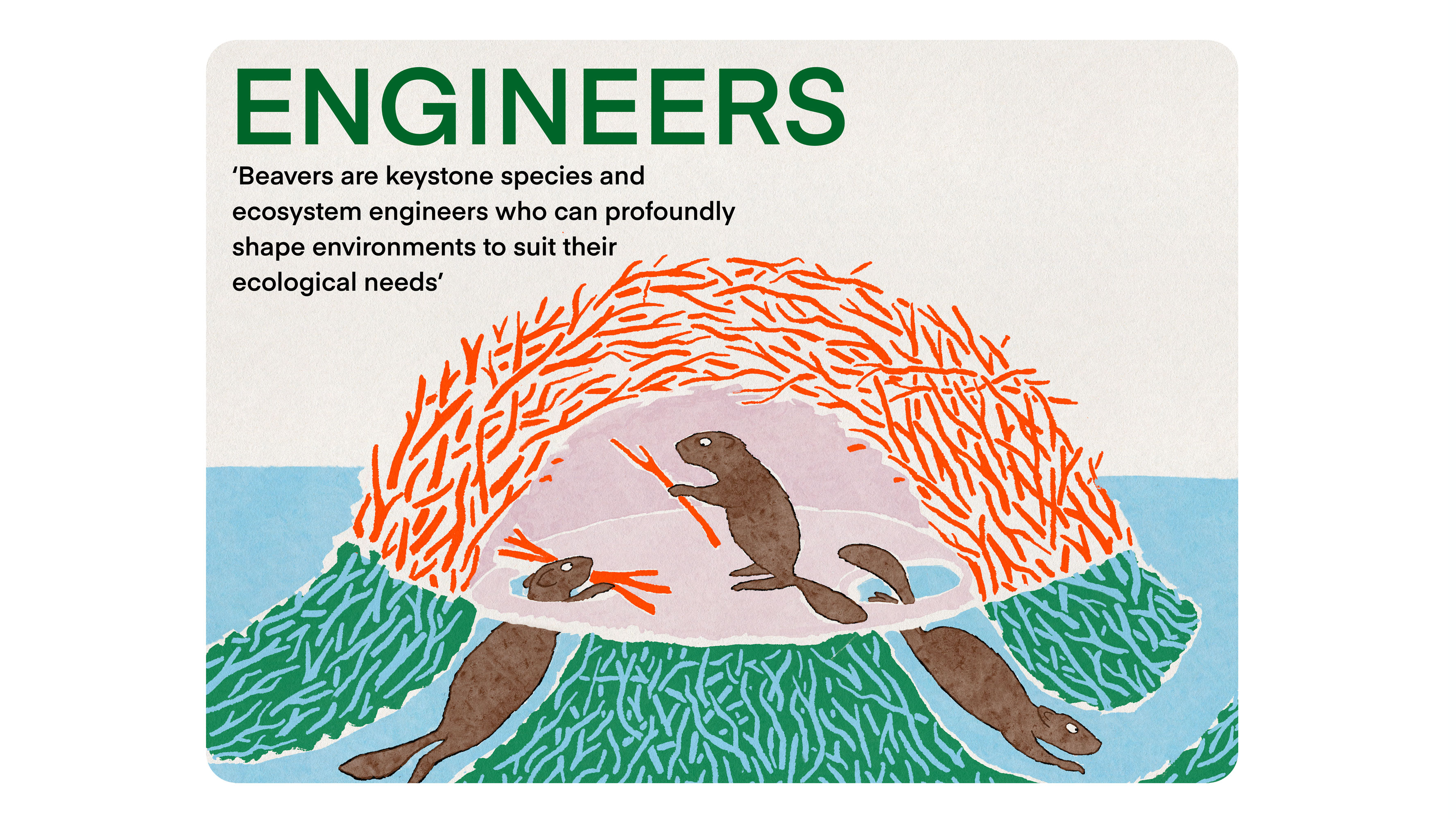 Beavers inside their dam, carrying sticks to build the wooden structure. Engineers: Beavers are keystone species and ecosystem engineers who can profoundly shape environments to suit their ecological needs.