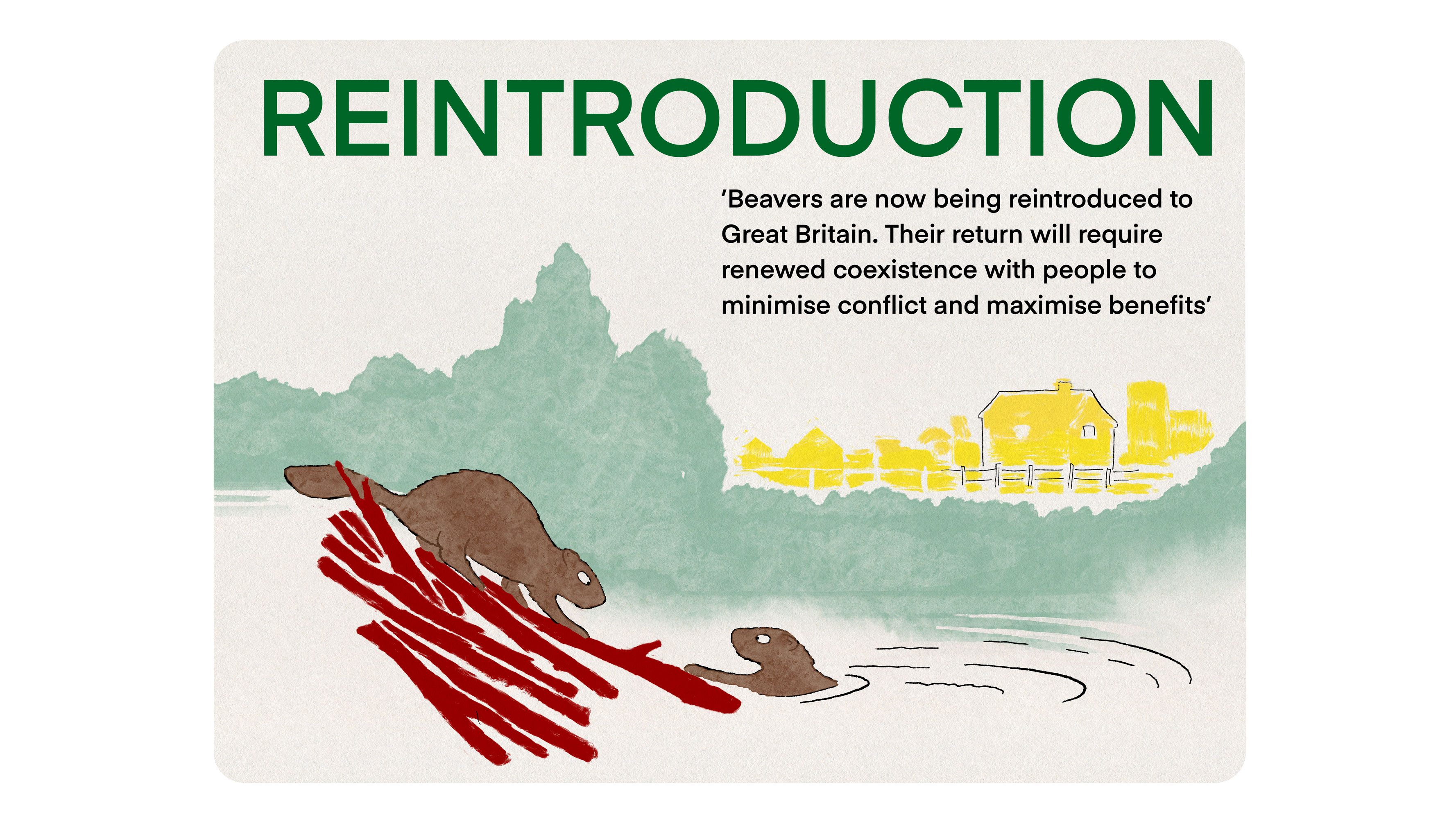 Two beavers construct a dam in a river near to a house. Reintroduction: Beavers are now being reintroduced to Great Britain. Their return will require renewed coexistence with people to minimise conflict and maximise benefits.