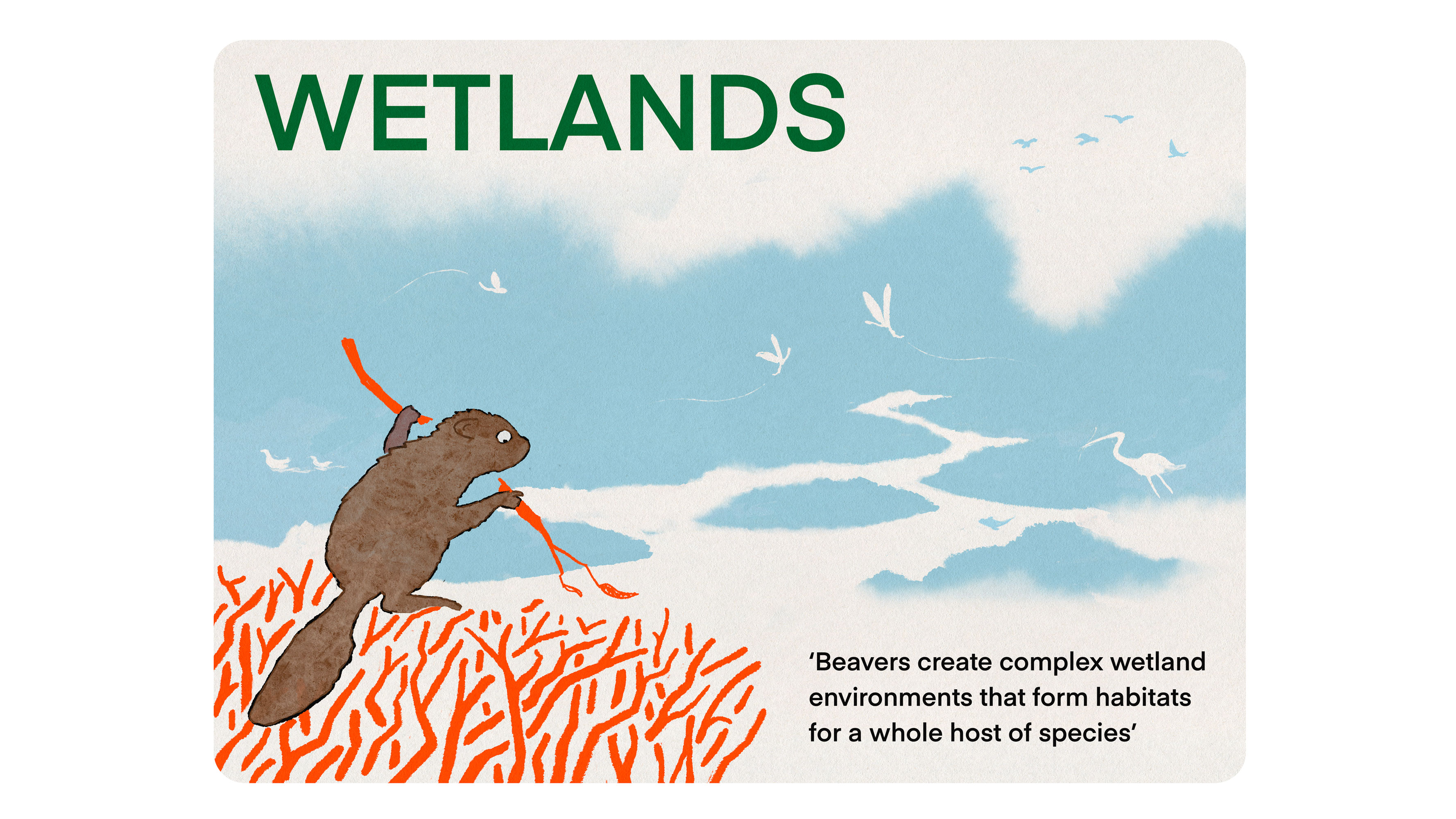 A beaver constructs a dam overlooking a flourishing wetland ecosystem. Wetlands: Beavers create complex wetland environments that form habitats for a whole host of species.