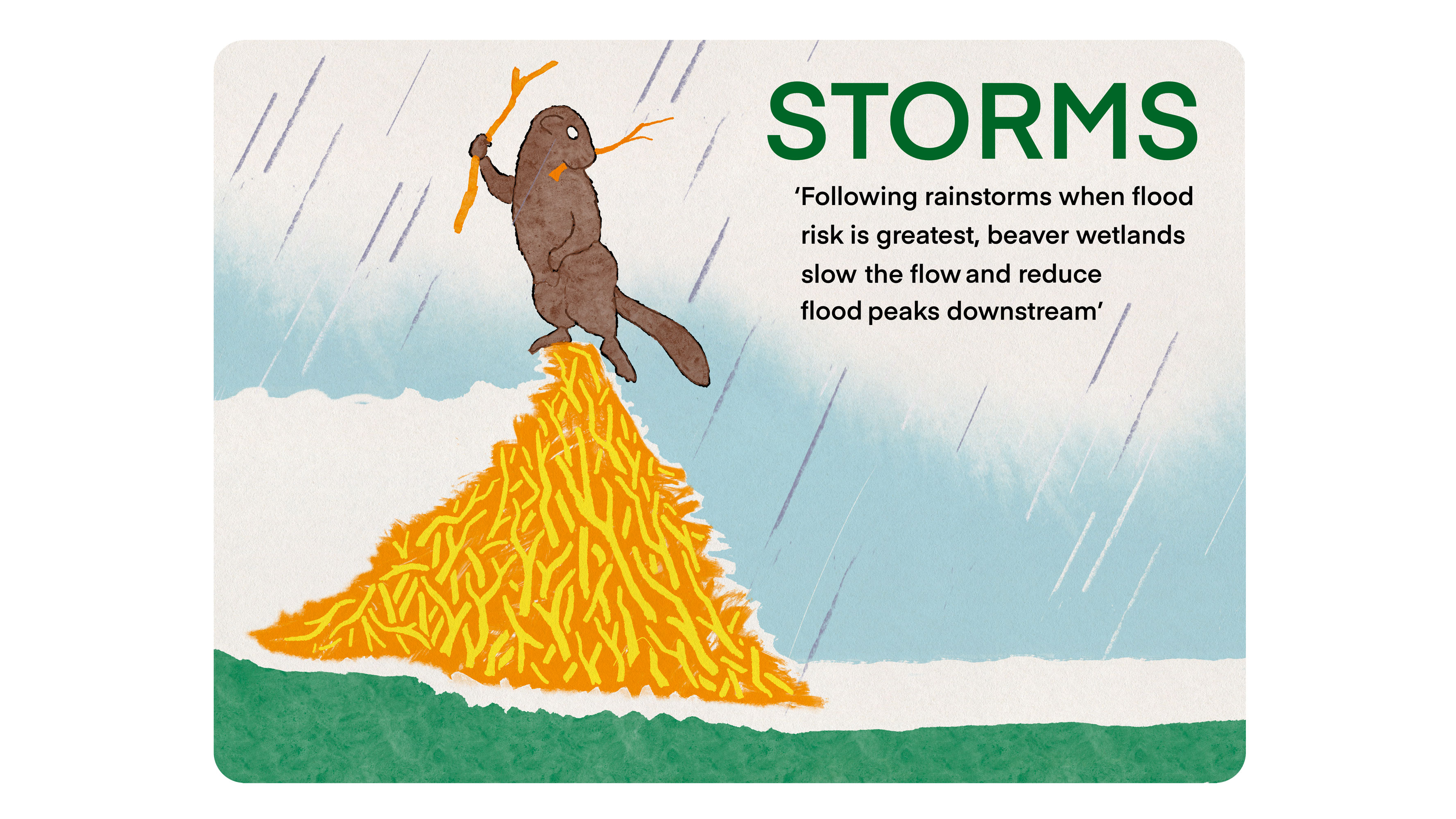 A beaver stands on top of a dam, which is stopping a heavy flow of water, only allowing a small amount downstream. Storms: Following rainstorms when flood risk is greatest, beaver wetlands slow the flow and reduce flood peaks downstream.
