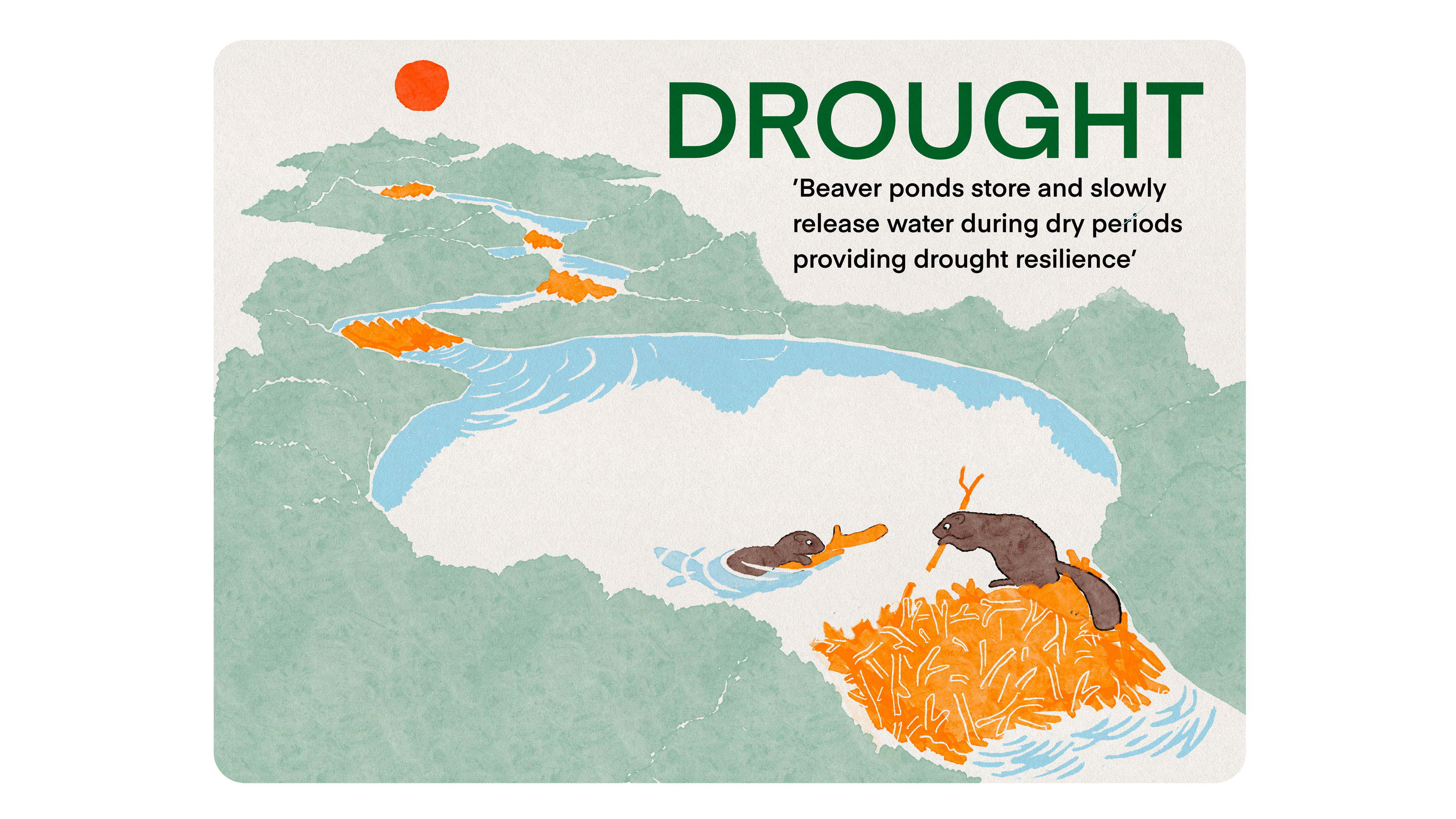 Beavers construct a dam, which has created a large pool of water. Drought: Beaver ponds store and slowly release water during dry periods providing drought resilience.