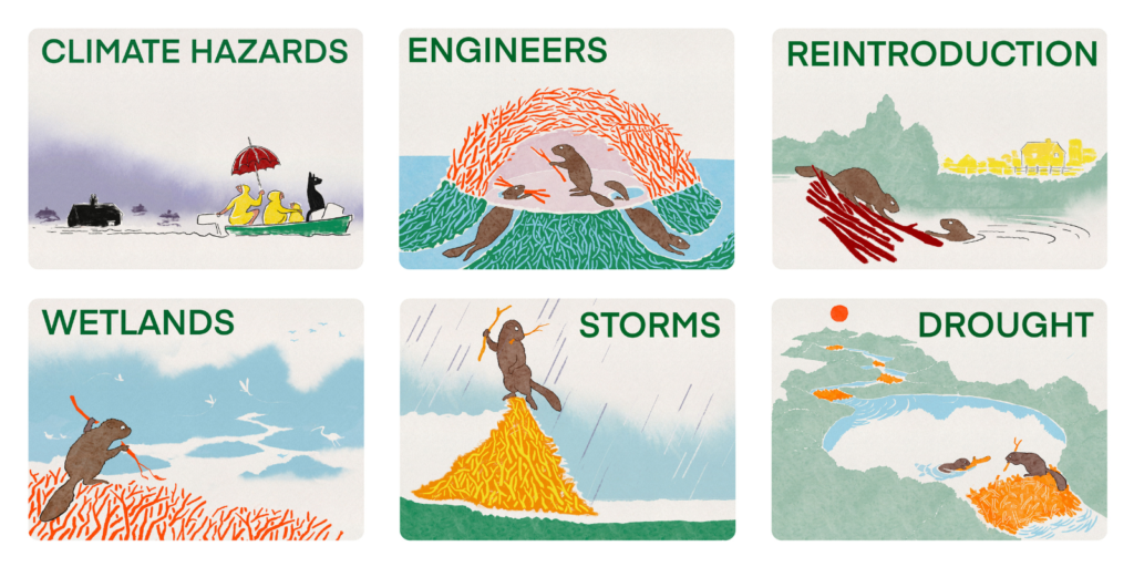 6 images showing the impact of beavers on their environment - titled climate hazards, engineers, reintroduction, wetlands, storms, drought.