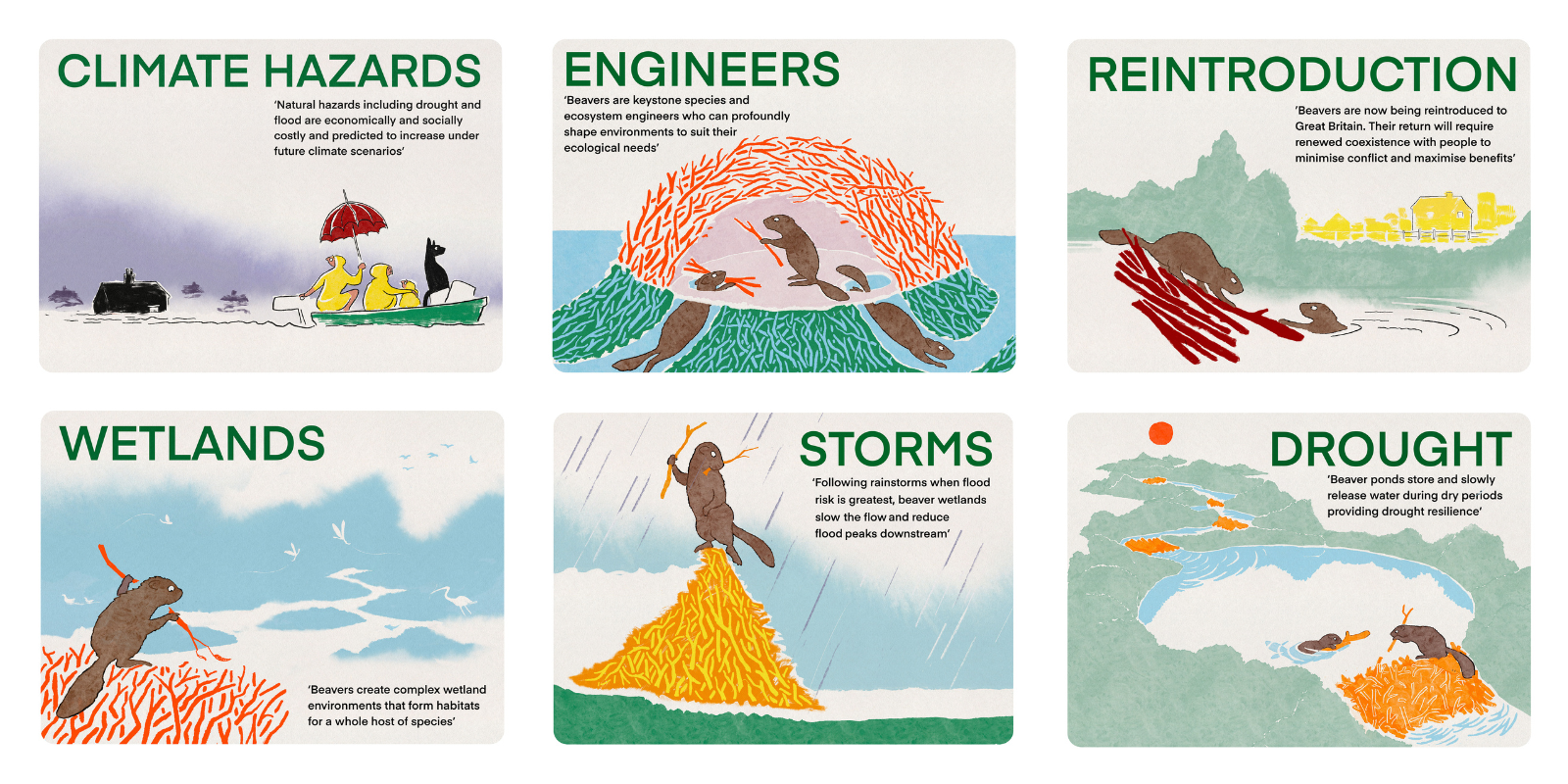 Beavers as ecosystem engineers
