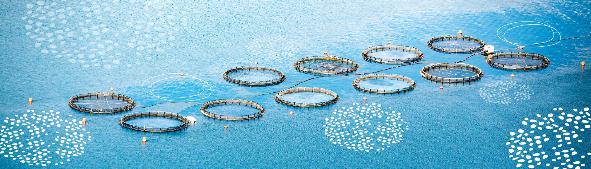 Sustainable King Prawn Production in the UK