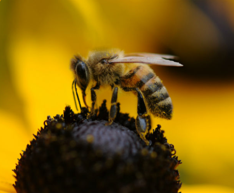 BEE-STEWARD – supporting pollinator friendly land management